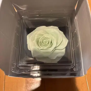 니지산지 카나에 준 브라 2024 목걸이 반지 반지