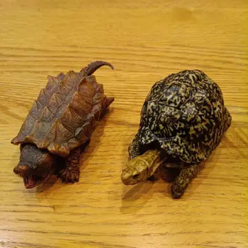 생물대도감 거북 악어거북 레오파드 육지거북