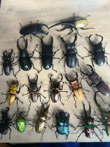 (SALE)생물대도감/사슴벌레/장수풍뎅이 세트