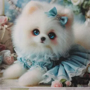 접수 포메라니안