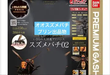 오오스즈메바치 생물대도감 어드밴스 말벌02