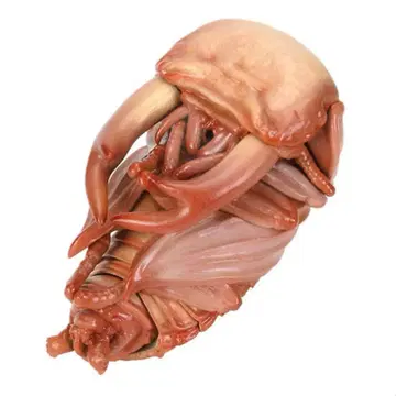 생물대도감 사슴벌레 10 오오쿠와가타(번데기) 가챠가챠