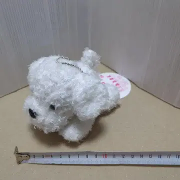 토이 푸들 코타로 아루마도