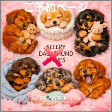 초레어 닥스, 치와와, 토이푸들, 포메라니안, 퍼그, 시바견 패널 원단