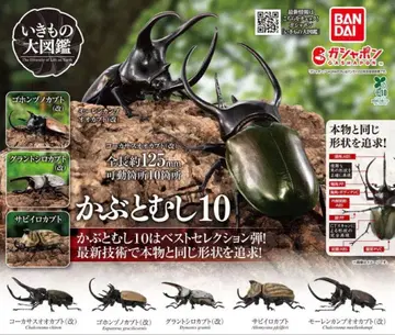 생물대도감 딱정벌레 10 전 5종