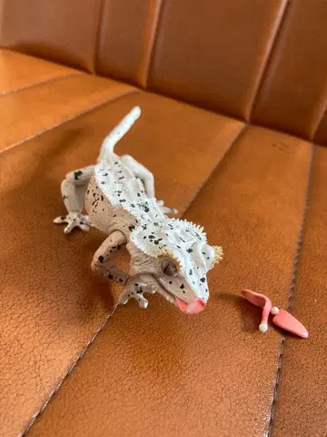 생물대도감 어드밴스 크레스티드 게코 달마시안 피규어