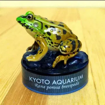 교토 수족관 한정판 카이요도 피규어 컬렉션 나고야무당개구리