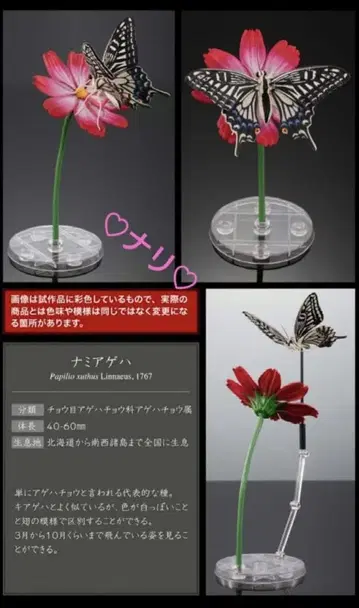 온라인판 나미호랑나비 생물대도감 어드밴스 호랑나비 곤충 생물