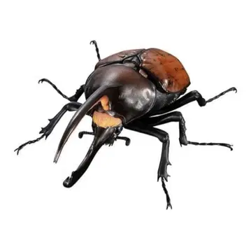 헤라클레스 옥시덴탈리스 (골드 헤드 ver.) 생물대도감 곤충