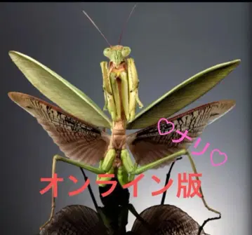 온라인판 오오사마귀 (그린 컬러형) 생물대도감 어드밴스 곤충 생물