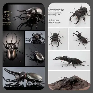 생물대도감 어드밴스 코카서스장수풍뎅이(자바섬) 미야마 사슴벌레 신색
