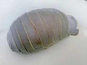 대왕소라게 스마트폰 케이스 (iPhone 5)