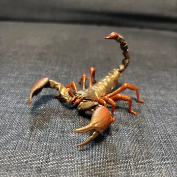 생물대도감 전갈 레드크로우엠퍼러스콜피온(소)