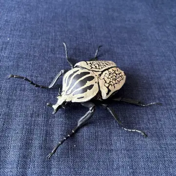 생물대도감 딱정벌레 05 고라이아스 오리엔탈리스 레어