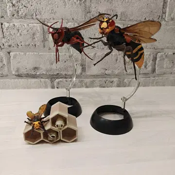 황금말벌 생물대도감 말벌 곤충 생물 가챠 애벌레 세트