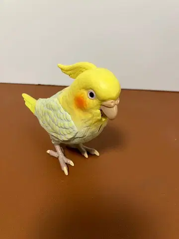 더 이야기하는 천재 오카메 앵무새 ( 타카라토미 )