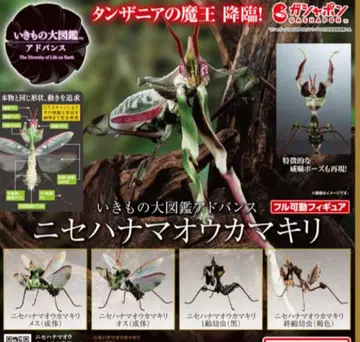 생물대도감 어드밴스 니세하마오 사마귀