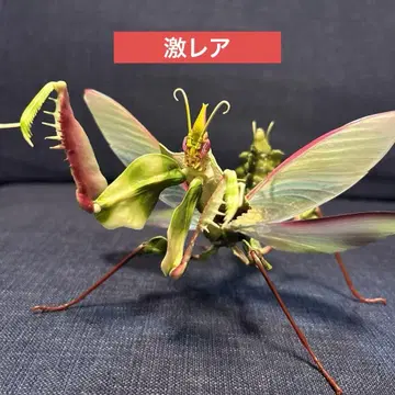 생물대도감 어드밴스 니세하마오 사마귀 암컷 성체