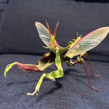 생물대도감 어드밴스 가짜꽃사마귀 수컷 성체