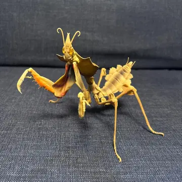 생물대도감 어드밴스 꽃사마귀 성충 (갈색) 1