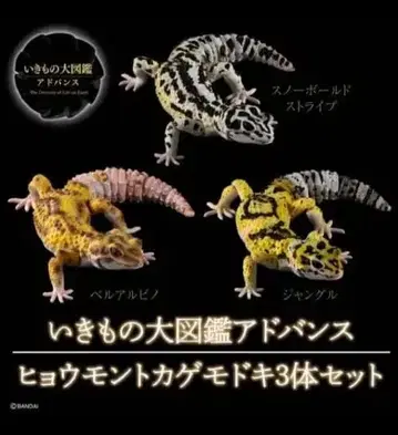 온라인 한정품 생물대도감 어드밴스 레오파드 게코 생물