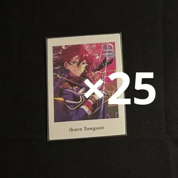 사에구사 이바라 파샤츠 vol.6