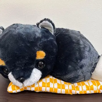 콩 시바 삼형제 좌식 방석에서 휴식