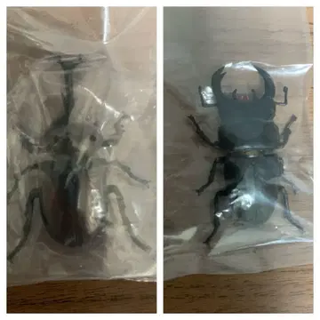 일본의 생물 네이처 테크니컬러 장수풍뎅이 오오쿠와가타 생물