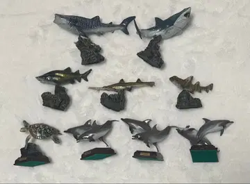 생물대도감 미니 컬렉션 상어02 전 5종 풀 컴프 세트