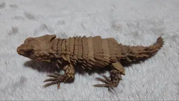 생물대도감 아르마딜로 도마뱀 재도색품