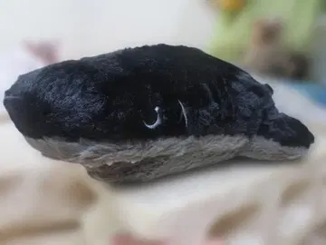 택 포함 새상품 폭신폭신 미제트 봉제 인형 귀상어 50cm 상어