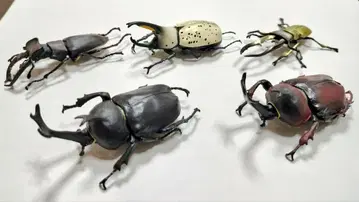 [새상품급 컴플리트] 곤충 헌터 2024 5체 장수풍뎅이 에프토이즈 단종