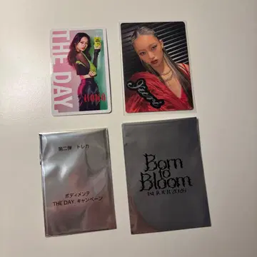 HANA Born to Bloom 랜덤 포토 카드 YURI