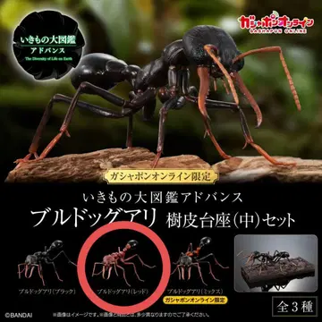 생물대도감 어드밴스 불독개미 수지 받침대 세트