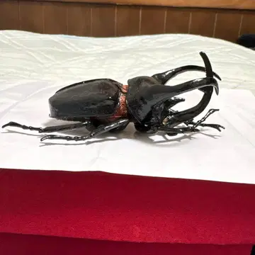 코카서스장수풍뎅이 피규어 약 15cm 블랙
