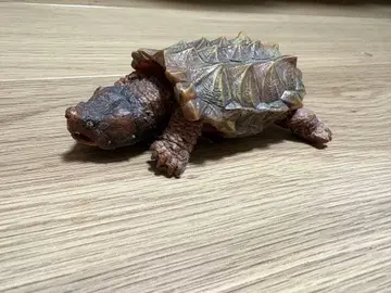 리얼 거북이 피규어