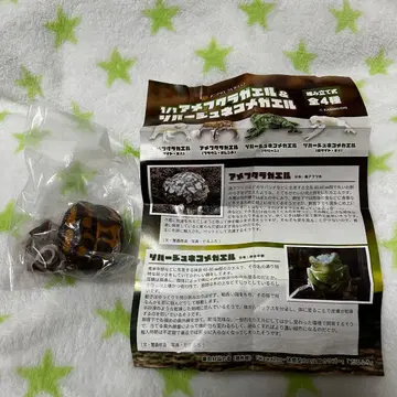 아메후쿠라 개구리 & 소바쥬 고양이 눈 개구리 브라운 오렌지