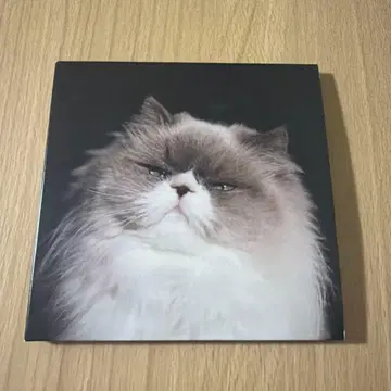 카네코 아야노 찬찬