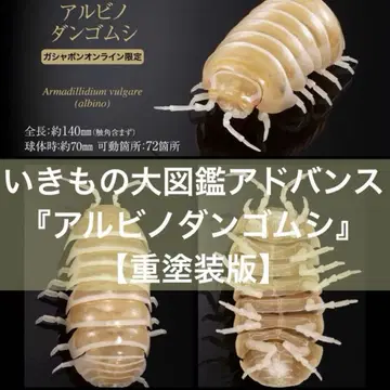 생물대도감 어드밴스 온라인 한정판 공벌레 알비노 공벌레