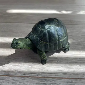 생물대도감 거북 02 블랙 그리스 육지거북