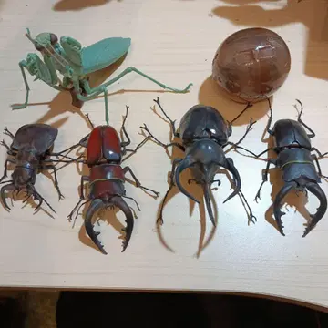 생물대도감 오오카마키리 오오엔마한묘우 코카서스오오카부토 외