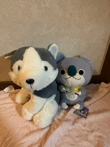 허스키 요괴워치 코알라 봉제 인형 묶음 판매