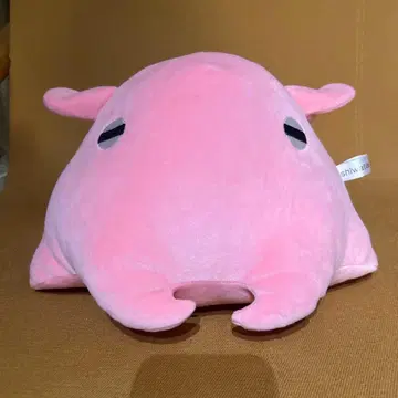 메인다코 봉제 인형 이케부쿠로 선샤인 수족관 봉제 인형 복권 2등 새상품