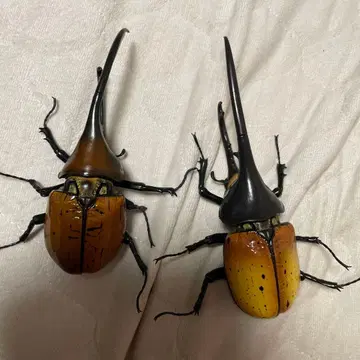 생물대도감 어드밴스 헤라클레스 장수풍뎅이 세트