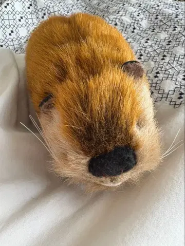 슈퍼 비버짱 요시토쿠 SUPERBERVER