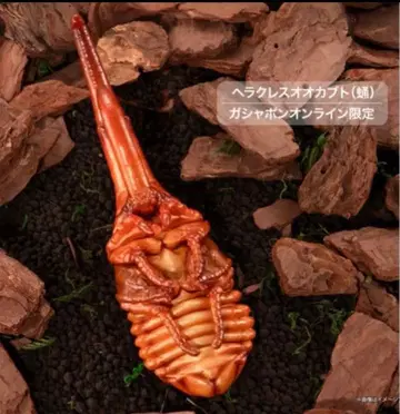 온라인판 생물대도감 장수풍뎅이 10 헤라클레스 장수풍뎅이 번데기