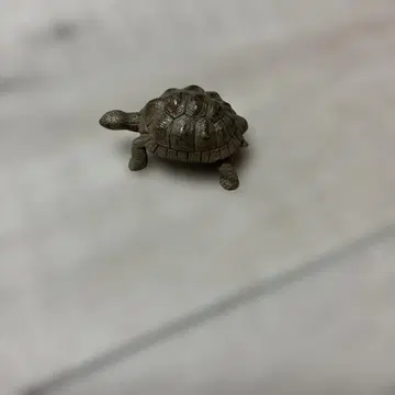 아니아 거북이 레어