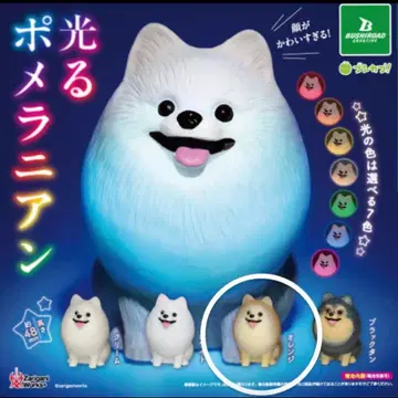 빛나는 포메라니안 오렌지 2마리