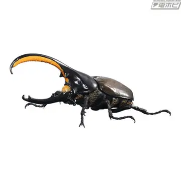 생물대도감 어드밴스 헤라클레스 장수풍뎅이 세프텐트리오날리스 캡슐판