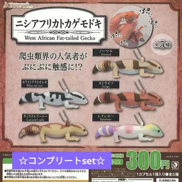 니시아프리카 도마뱀붙이